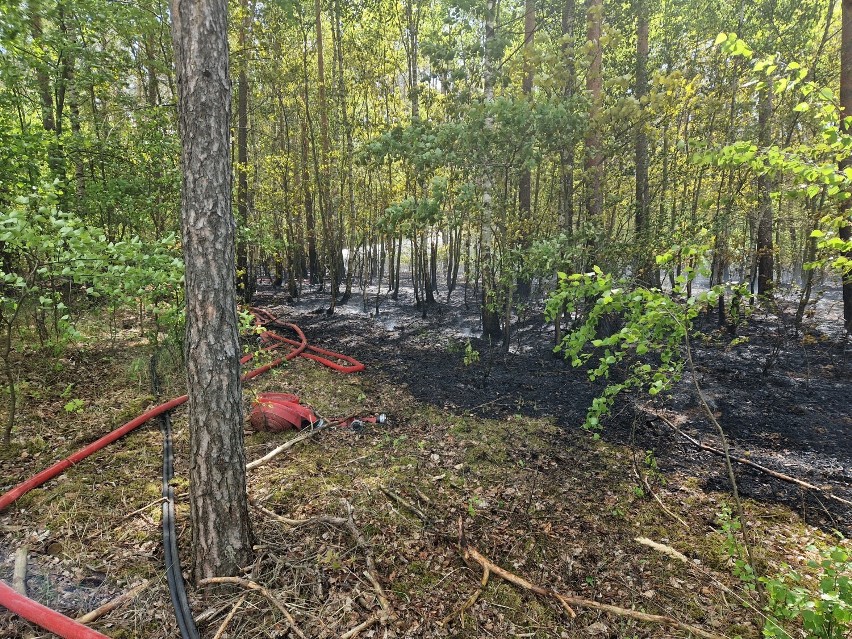 Gmina Powidz: Palił się las w Wylatkowie. Na miejscu działał także samolot gaśniczy