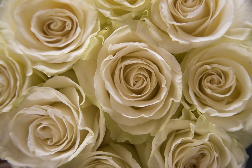 Białe róże oznaczają czystość, świeżość, a także wieczność i...
