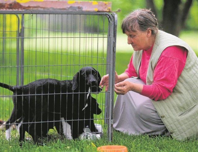 Pracownicy piotrkowskiego schroniska są przekonani, że dawanie pieniędzy za adopcję psa nie gwarantuje, niestety, że zwierzak znajdzie nowy i kochający dom na stałe