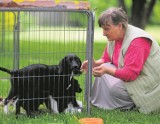 Wola Krzysztoporska daje 800 zł za adopcję psa