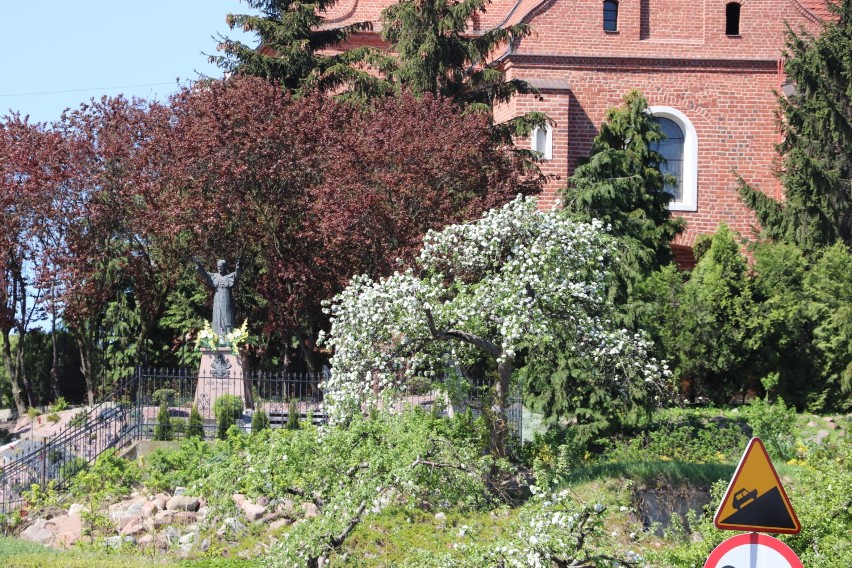 Tak wygląda wiosna w ogrodzie u ojców Franciszkanów w Radziejowie. Strusie, bażanty i jeżozwierz indyjski [zdjęcia]