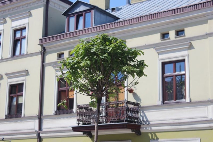 Na Piotrkowskiej zasadzono 16 drzew za 1550 tys. zł.