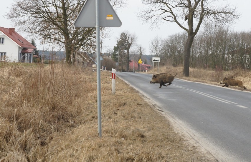 Dziki przychodzą blisko wsi. Zmniejszył się teren ich...