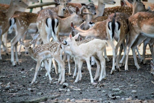 11 danieli urodziło się w mini zoo w Koninie