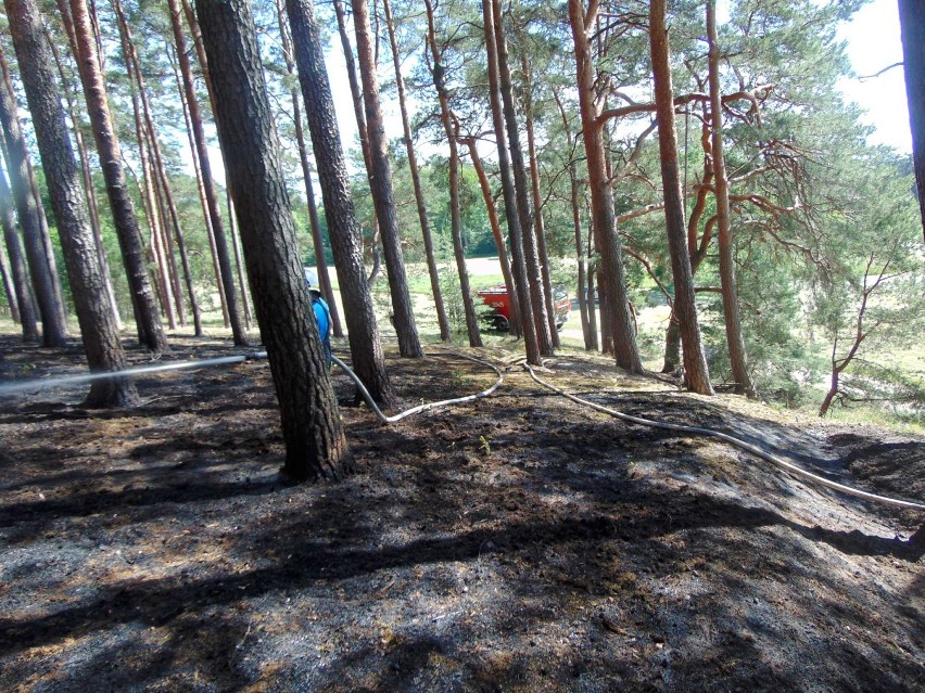 Pożar lasu w Bielsku pod Międzychodem