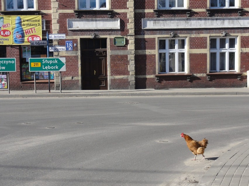 Zdezorientowana kura w centrum Kartuz - gdzie to trzeba iść?...