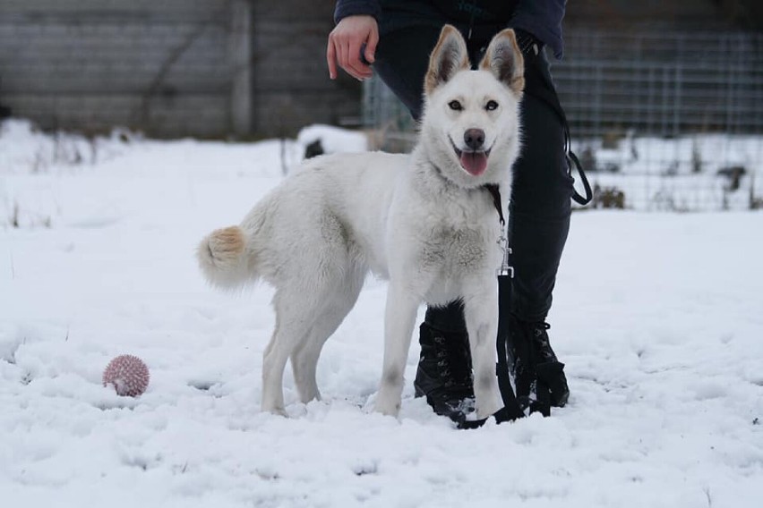 Luna to młodziutka niespełna roczna sunia o nietuzinkowej...