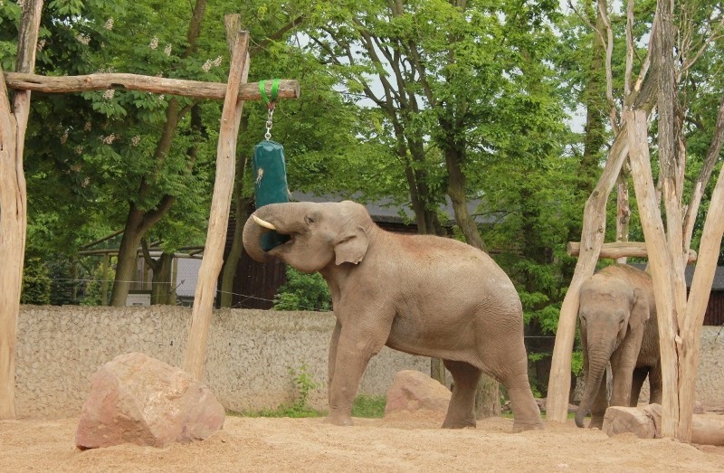 Nowe zabawki słoni z płockiego zoo