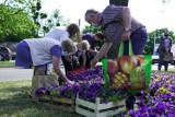 GZDiZ rozdawał w Gdańsku kwiaty w ramach akcji „Zbrataj się z bratkiem, przygarnij stokrotkę"