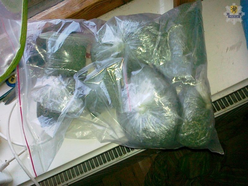 Kronika policyjna. Policjanci przejęli 58 sadzonek marihuany oraz 1 kg gotowego suszu