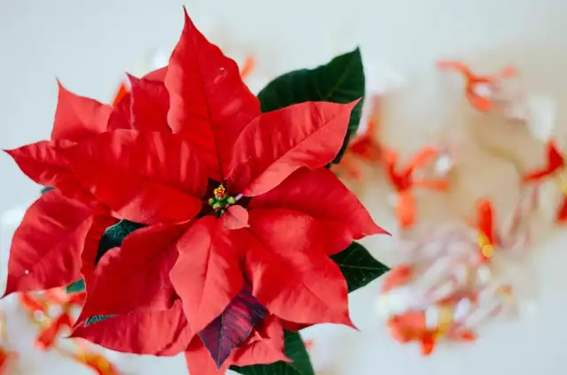 Gwiazdy betlejemskie przeszły dość długą drogę: od roślin będących przydrożnymi krzakami do jednych z najbardziej popularnych dekoracji bożonarodzeniowych.