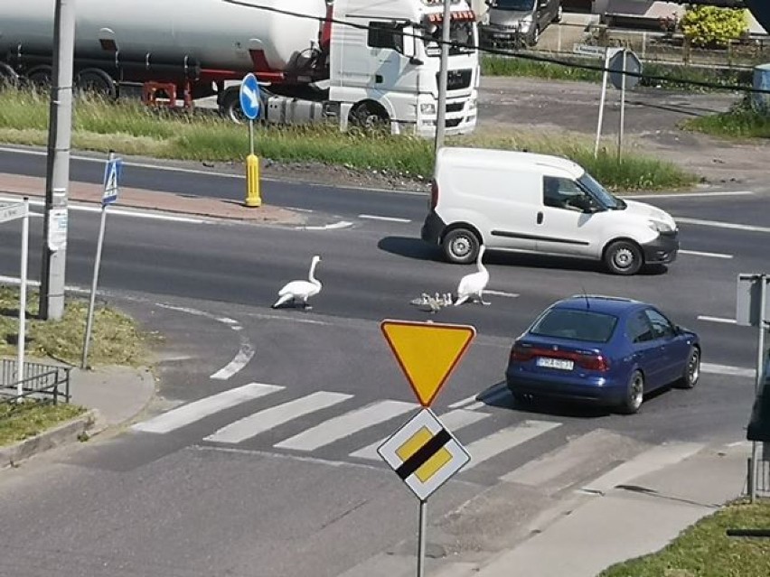 Łabędzia rodzina na drodze krajowej 24 w Kwilczu...