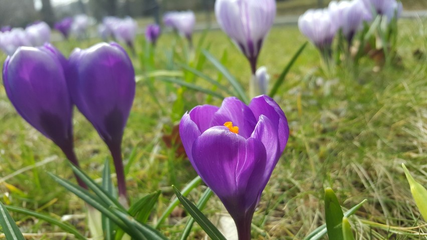 Szczawno-Zdrój: Pierwsze wiosenne kwiaty ku pokrzepieniu serc.