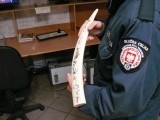 Terespol: Rosjanin wiózł w bagażu kieł morsa