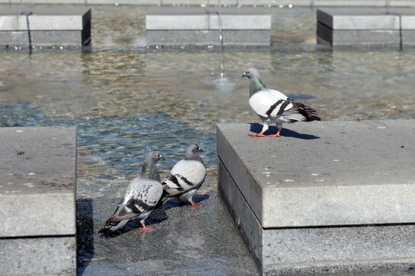 Odpoczynek w słońcu w centrum Lublina. Pogoda zdecydowanie dopisuje! Zobacz zdjęcia