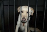 Schronisko dla psów w Tomaszowie poprowadzi nadal Pogotowie dla Zwierząt z Trzcianki