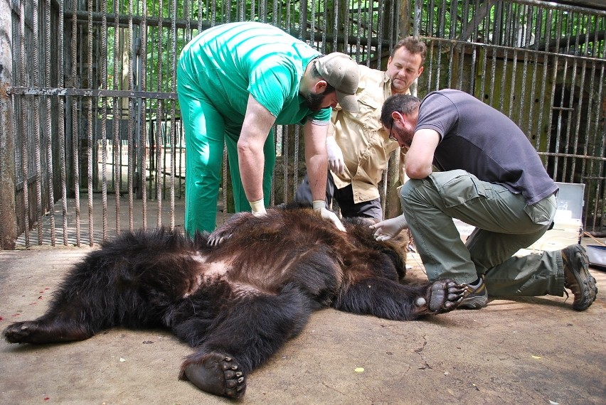 Leszno - Niedźwiedzice pojechały do Niemiec [ZDJĘCIA]