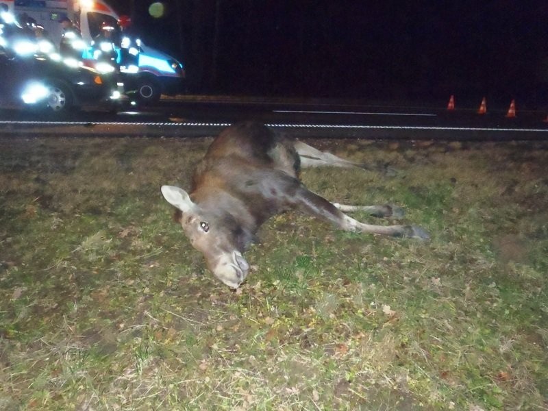 Braniewo. Auto uderzyło w łosia [zdjęcia]