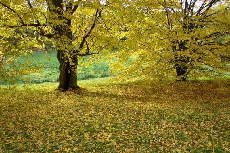 Gołuchów - park jesienią