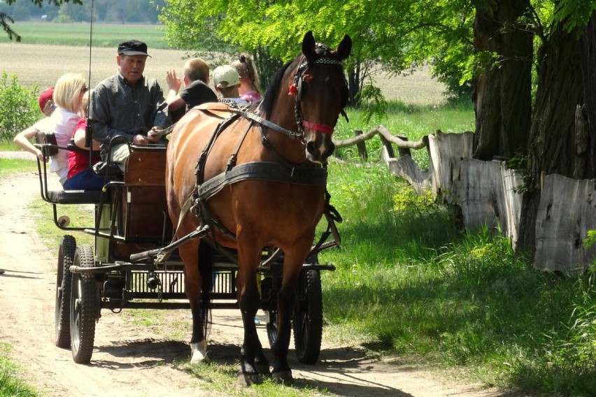 Wielbłąd w Modlibogowicach