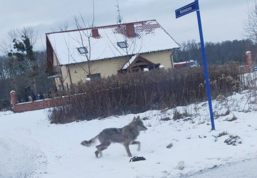 Wilk w Łochowicach pod Bydgoszczą