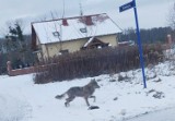 Wilk chodził tuż obok domu w Łochowicach pod Bydgoszczą [zdjęcia]
