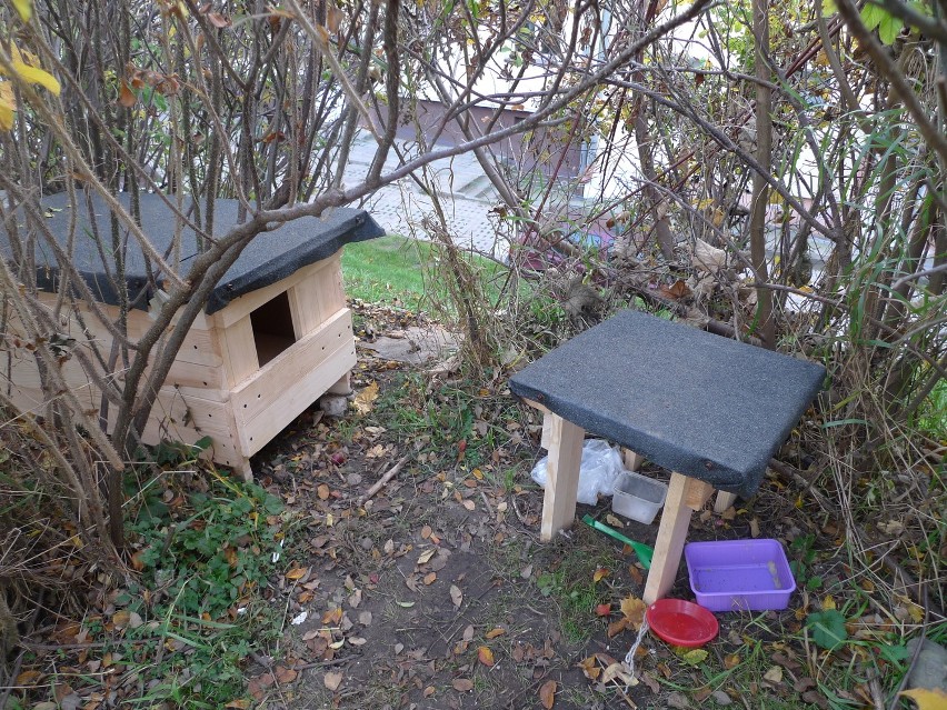 Wolontariuszka buduje domki dla kotów. To pomysł Aldony...