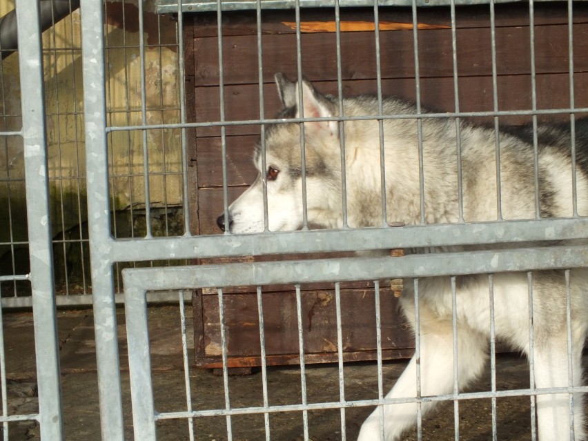 Schronisko dla zwierząt w Jastrzębiu-Zdroju: Zimno doskwiera psom, adoptuj je