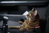 Podróż ze zwierzęciem, co spakować i jak przygotować samochód do transportu psa lub kota? 