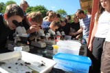 Rekord na Tuga BioBlitz czyli Ćmiobraniu 2011 w Nowym Dworze Gd.