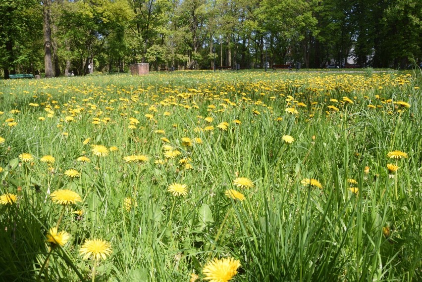 Malbork. Tak wygląda wiosna w Parku Miejskim i okolicy [ZDJĘCIA]. Spacer - tak, ale z zachowaniem środków ochrony osobistej i dystansu