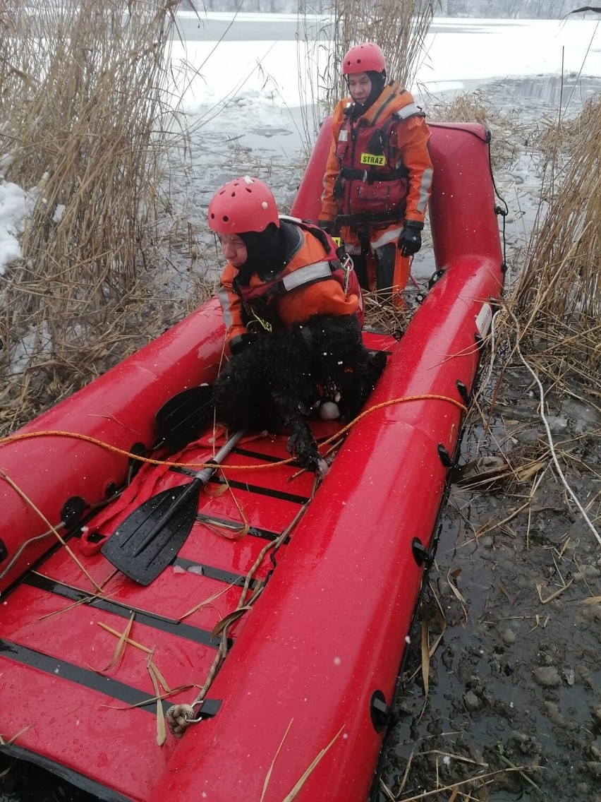 Strażacy uratowali psa w okolicy Gołańczy, pod którym załamał się lód
