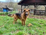 Psy z Brzozowego Rancza w Dębicy szukają kochających domów! [ZDJĘCIA]