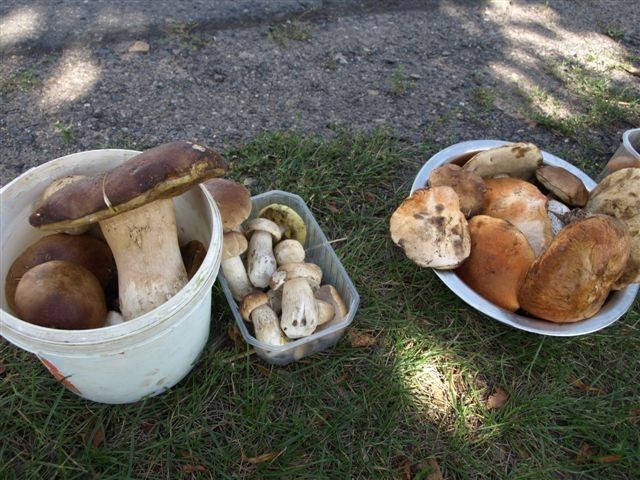 W lasach naszego regionu pojawiły się grzyby. Dominują...