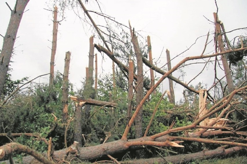 W Nadleśnictwie Krotoszyn usunięto już skutki orkanu „Ksawery”
