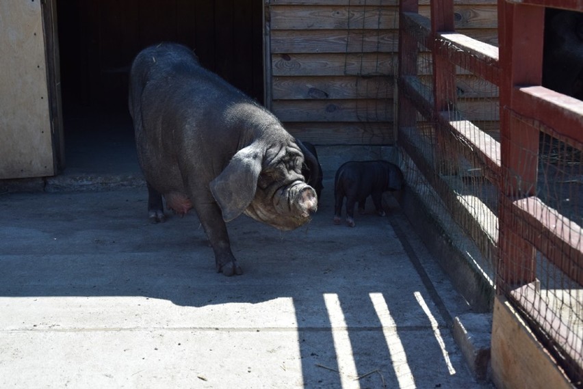 Maluchy z lubińskiego ZOO. Świnki rosną w oczach