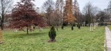 Drzew w Jastrzębiu nie zabraknie. W mieście zasadzono ponad 1300 krzewów i 150 drzew. Zakwitną na skwerach oraz pasach drogowych