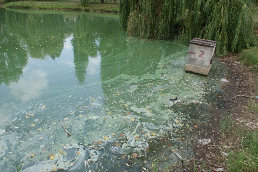 Park przyjaźni w Kaliszu. Dziesiątki śniętych ryb w stawie ZDJĘCIA