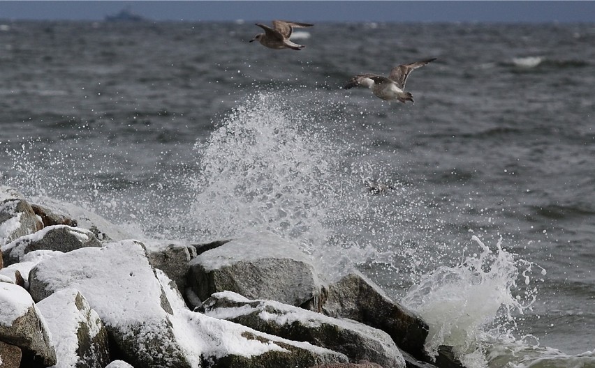 Synoptycy ostrzegają przed silnym wiatrem na Pomorzu 