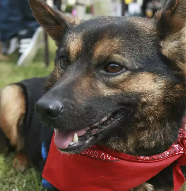 Na nowego, odpowiedzialnego opiekuna czeka także Batman. To niewielki trzyletni kundelek, który był przetrzymywany w ciemnej komórce. Świetnie "dogaduje się" z innymi czworonogami. Jest odrobaczony i zaszczepiony, wykastrowany. Jesteście gotowi dać mu dom,  dzwońcie. Tel. 668 306 076