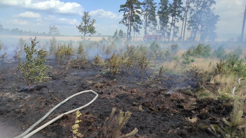 Pożary lasów wokół Szczecinku. Jest sucho jak pieprz [zdjęcia]