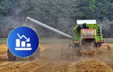Cena pszenicy. Ile kosztuje tona zbóż w listopadzie 2023? Stawki, jakie płaci się za zboża konsumpcyjne i paszowe