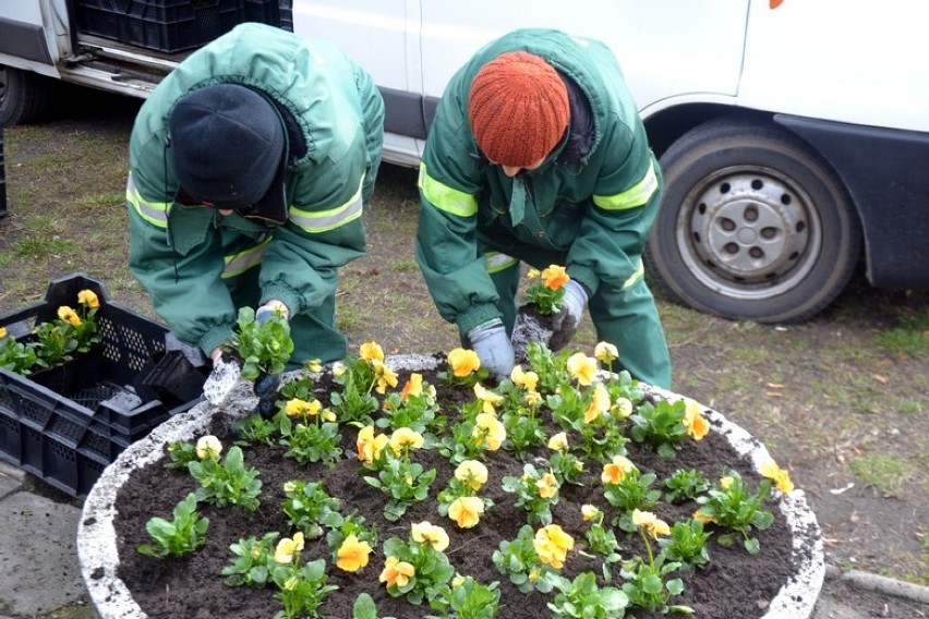 Akcja sadzenia kwiatów przez MPGK
