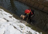 Strażacy uratowali psa  w parku miejskim w Zduńskiej Woli ZDJĘCIA