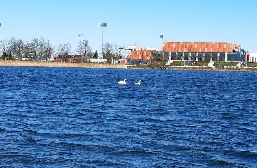 Zalew Arkadia w Suwałkach. Na miejskim zbiorniku pojawiły się już pierwsze łabędzie 23.03.2020