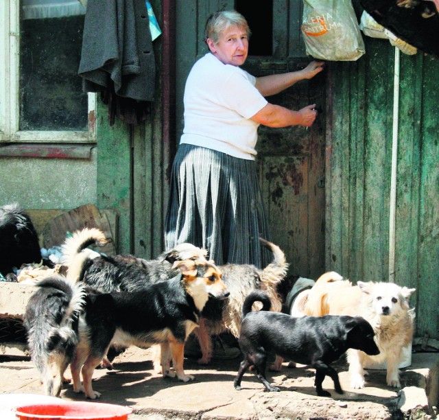 Porzucone przez ludzi zwierzaki mieszkają w domu ze swą opiekunką