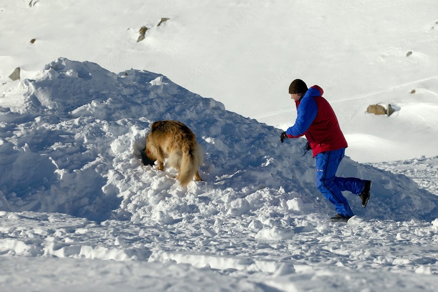 Szkolenie psów-ratowników na lodowcu (ZDJĘCIA)