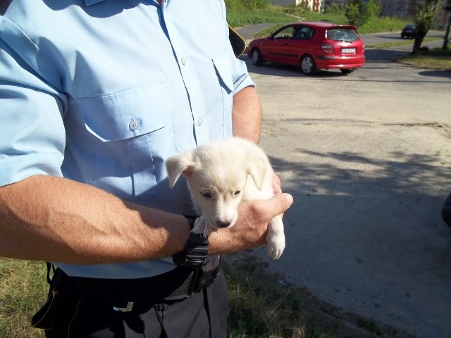 Patrol Straży Miejskiej odwiózł szczeniaka do schroniska dla bezdomnych zwierząt w Mysłowicach, gdzie zostanie odrobaczony i przygotowany do adopcji.