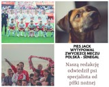 Wróżbita Jack przepowiedział, kto wygra dzisiejszy mundialowy mecz [WIDEO]