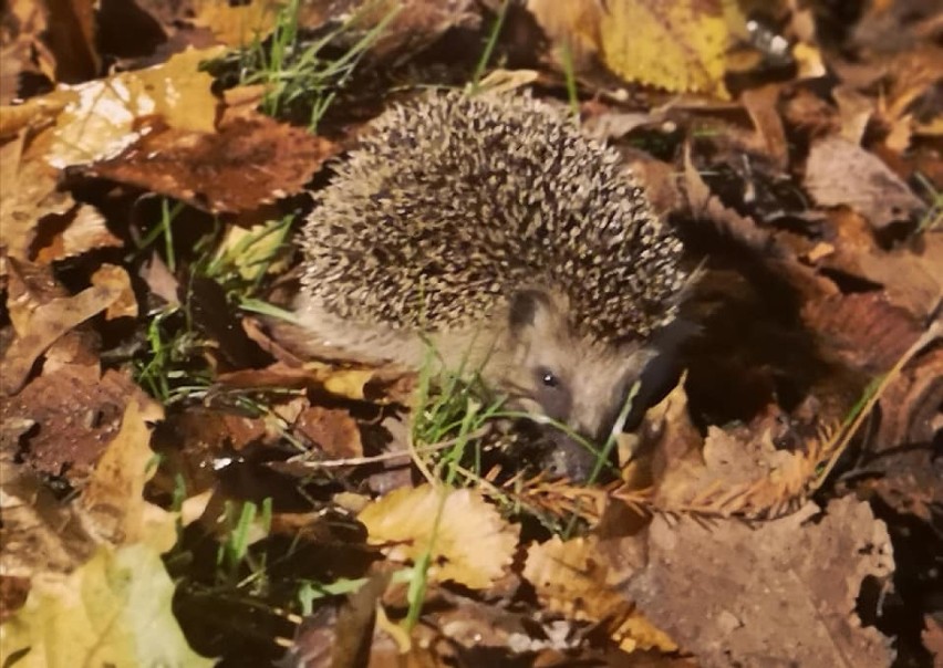 Jeże zadomowiły się w kaliskim Parku Miejskim. ZDJĘCIA